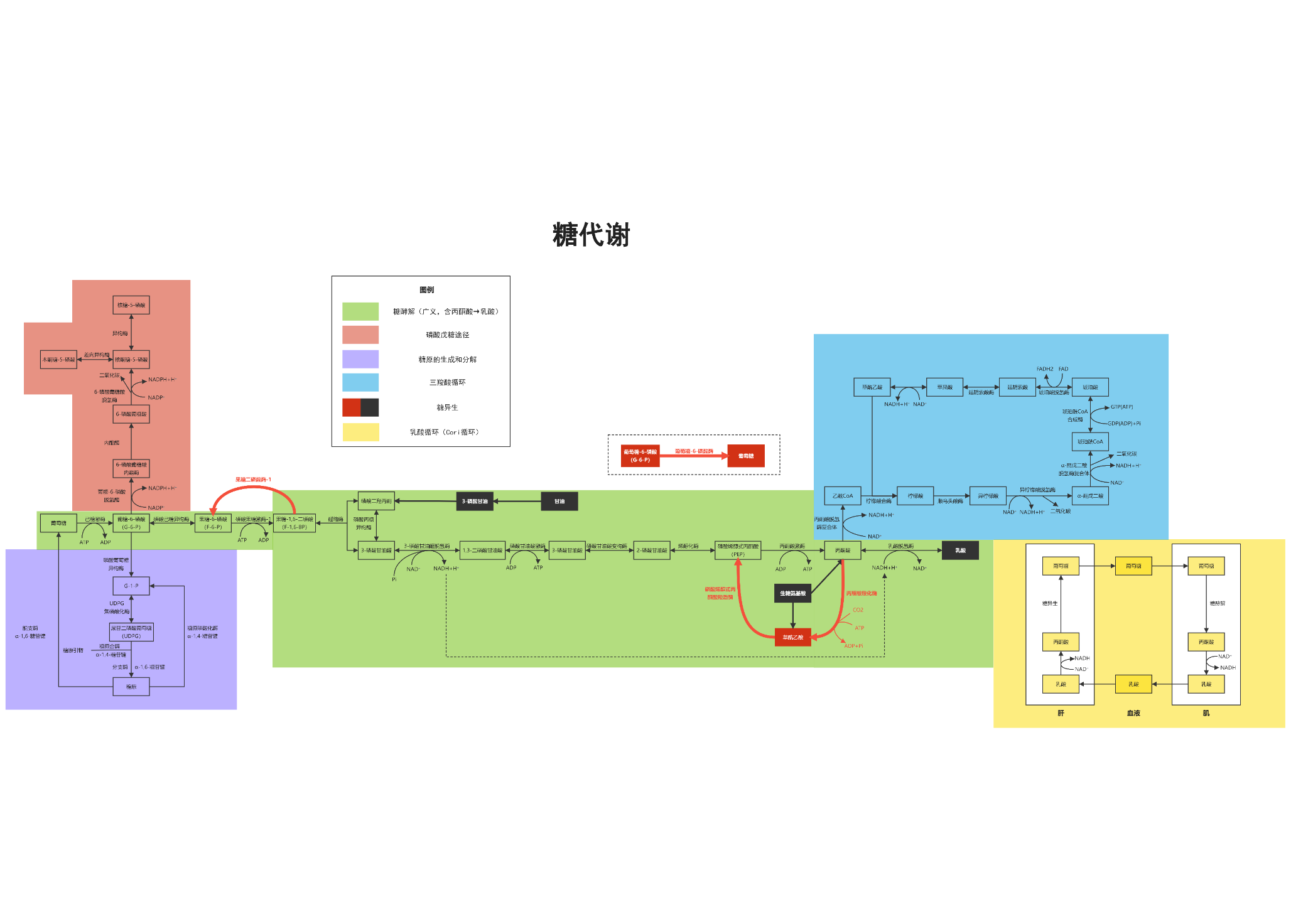 糖代谢