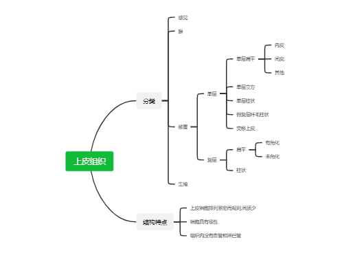 上皮组织