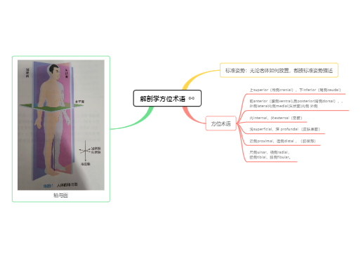 解剖学方位术语