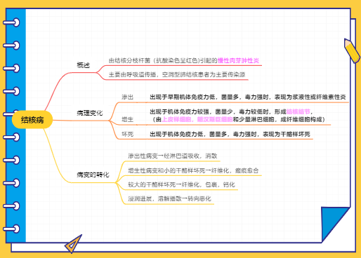 结核病 - 病理学学习